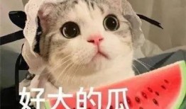 什么兔的网红吃瓜,揭秘娱乐圈幕后真相