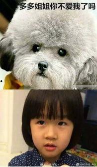 娱乐圈吃瓜爆料弟弟泰迪,泰迪弟弟吃瓜爆料，揭秘幕后真相